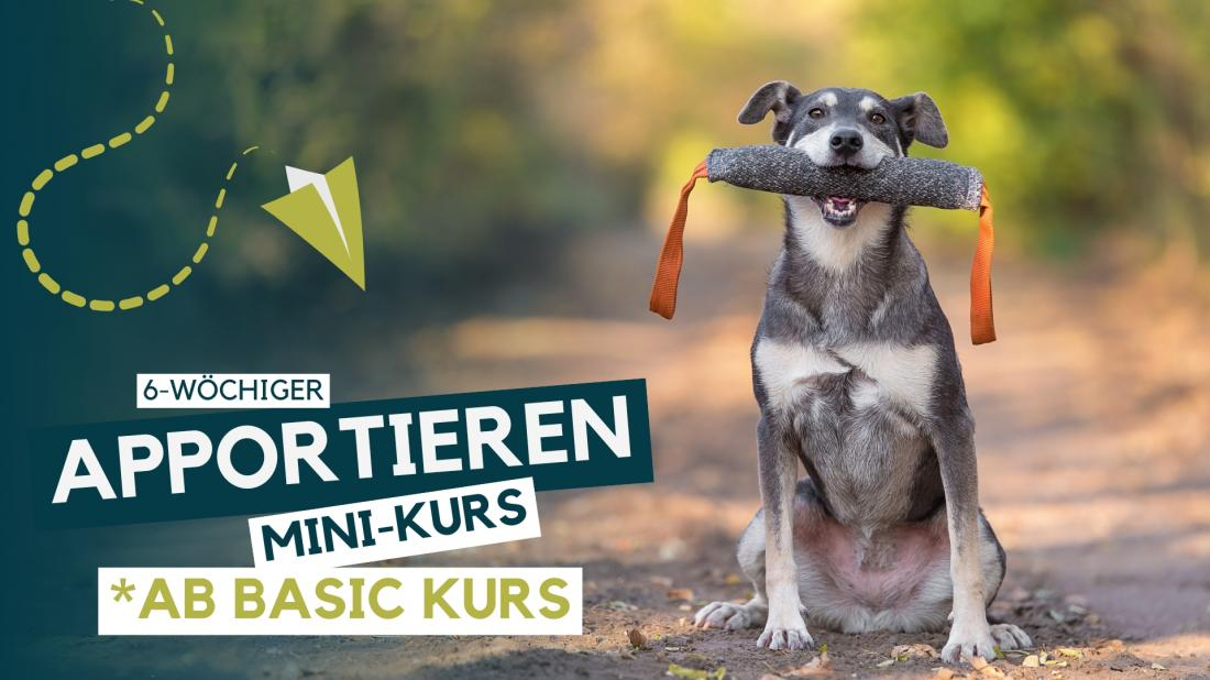 Dummy Kurs (Apportieren)